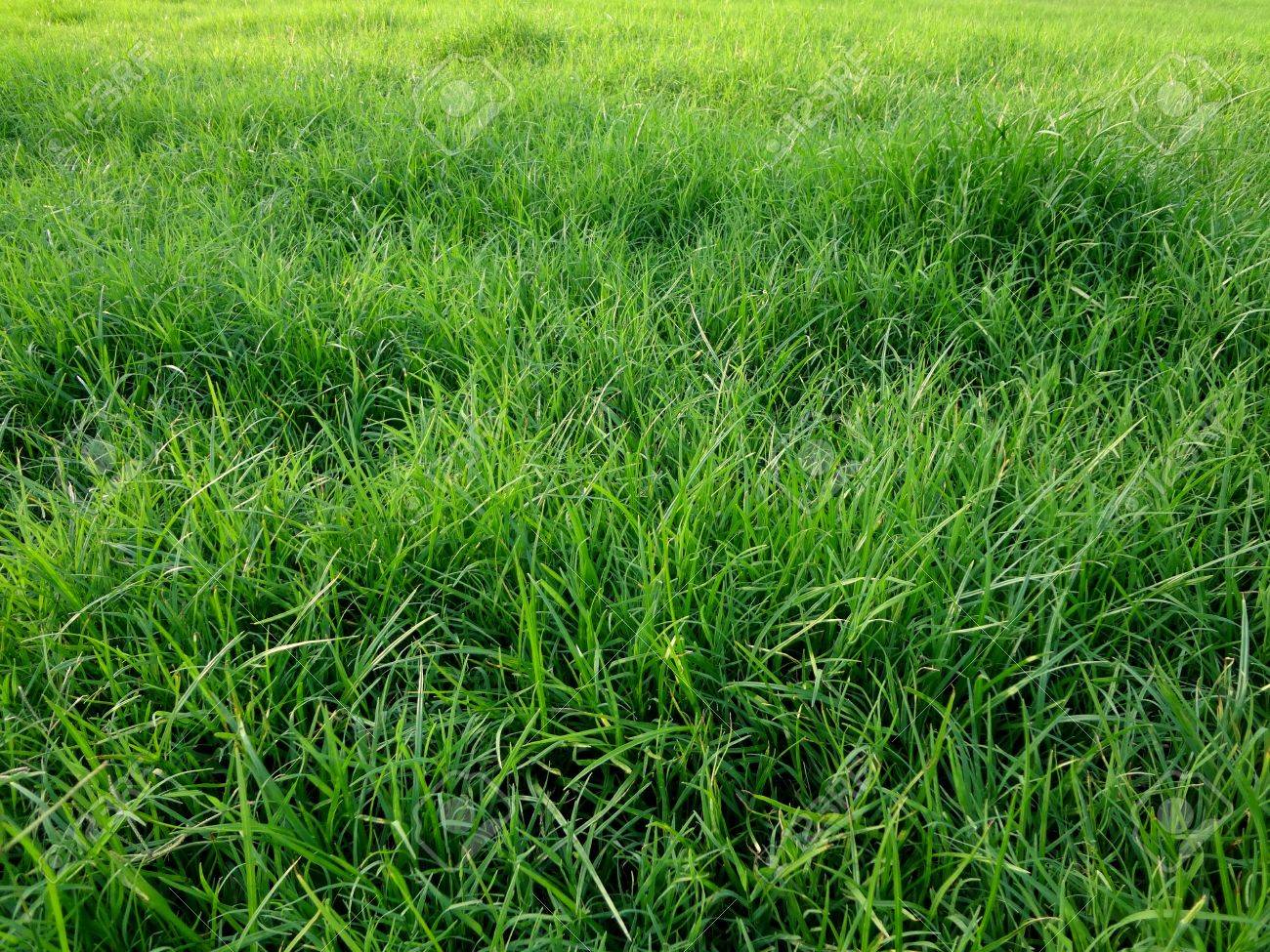 24565154-overgrown-grass-in-the-lawn-3-jpg.jpg